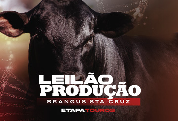 LEILÃO PRODUÇÃO BRANGUS STA CRUZ - ETAPA TOUROS